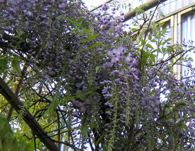 Chinesische Glyzinie Prolific