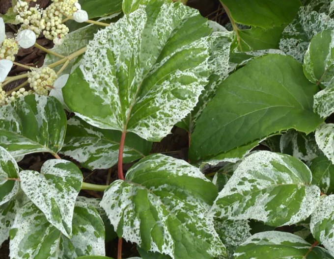 Schizophragma hydrangeoides Burst of Light
