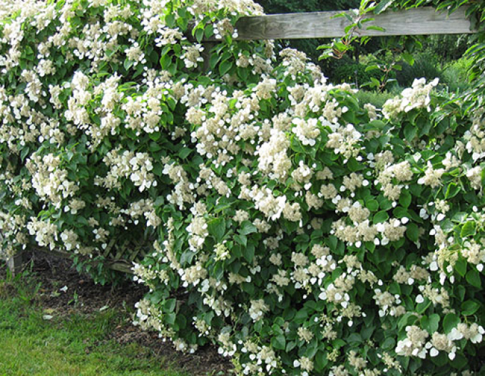 Schizophragma hydrangeoides Burst of Light