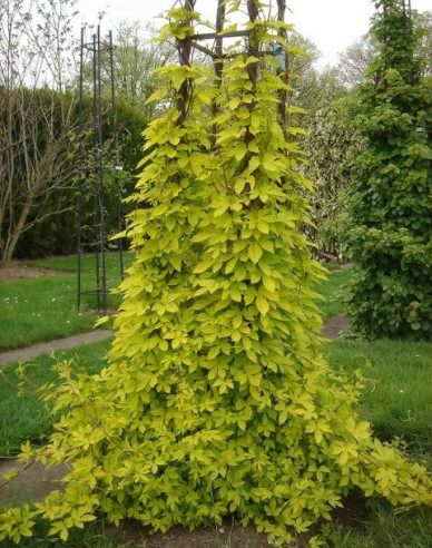 Wilder Hopfen Aureus