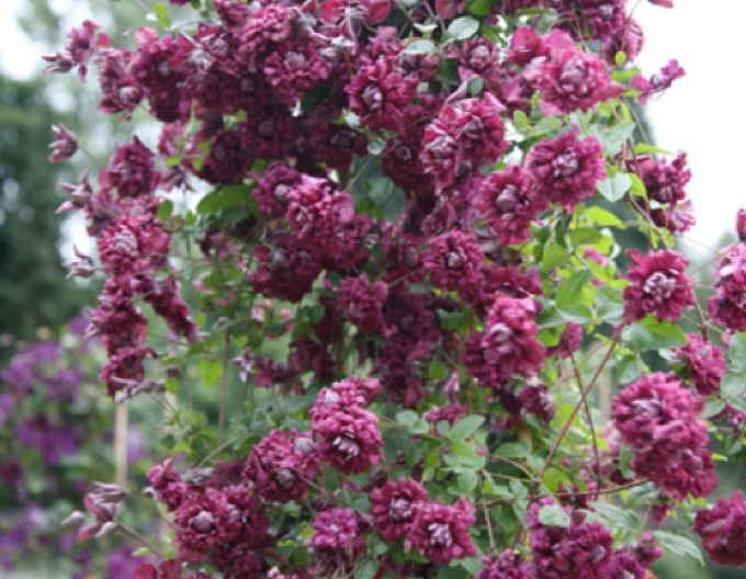 Waldrebe Purpurea Plena Elegans