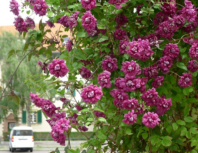 Waldrebe Purpurea Plena Elegans
