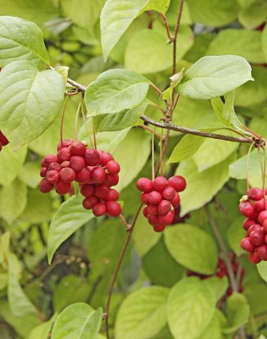 Chinesische Vitalbeere