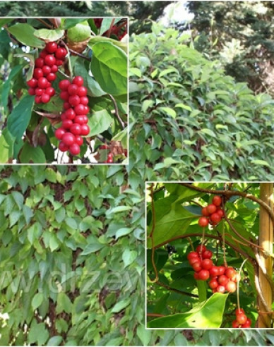 Chinesische Vitalbeere