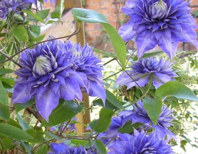 Waldrebe Multiblue