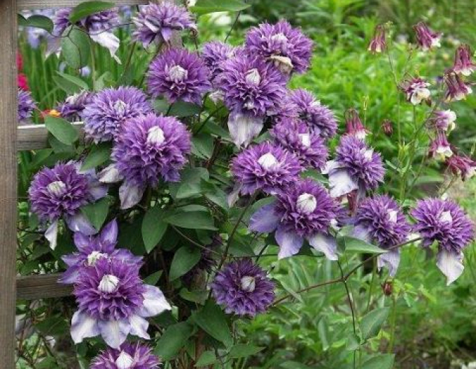 Waldrebe Multiblue