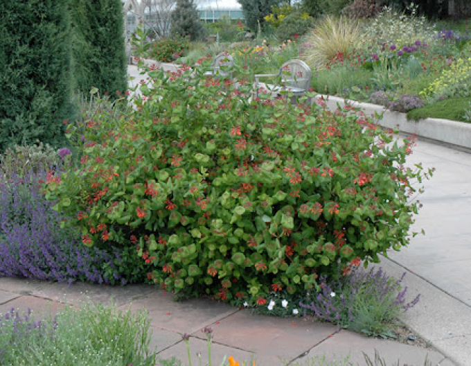 Geißschlinge Dropmore Scarlet
