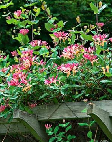 Geißschlinge Goldflame