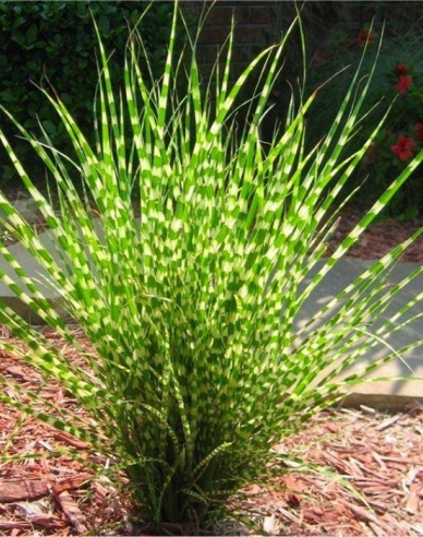 Chinaschilf Zebrinus