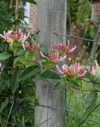 Wald-Geißschlinge Belgica