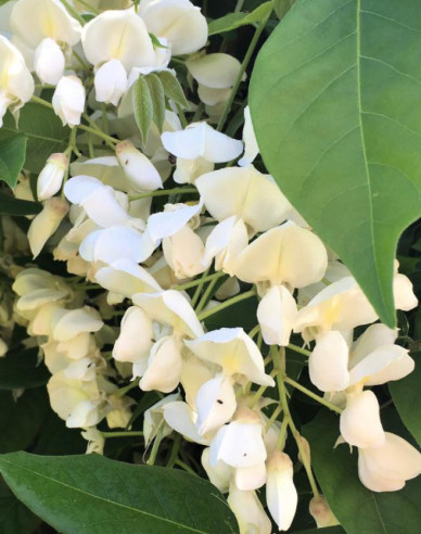 Blauregen White Silk