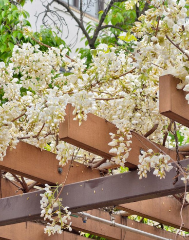 Blauregen White Silk