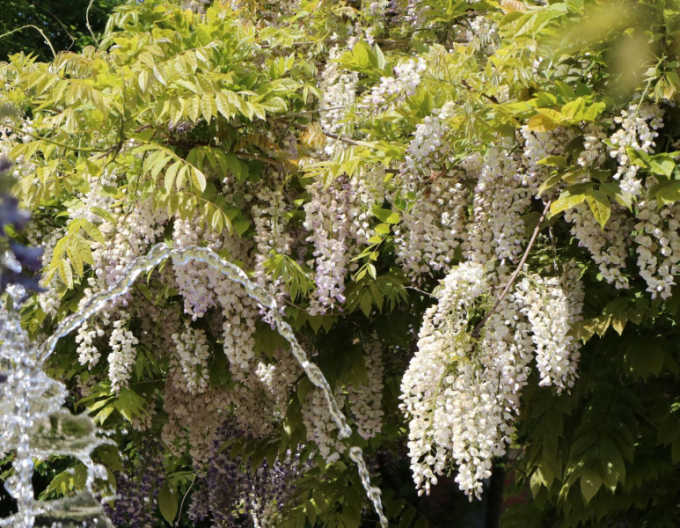 Chinesischer Blauregen Alba