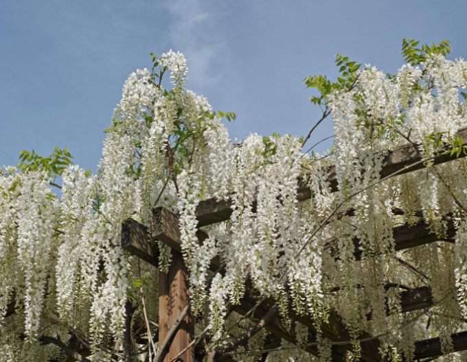 Chinesischer Blauregen Alba