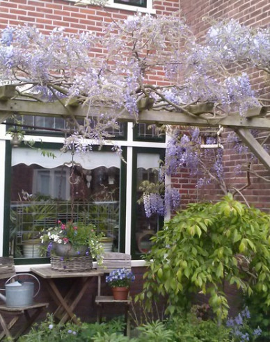 Chinesischer Blauregen Issai