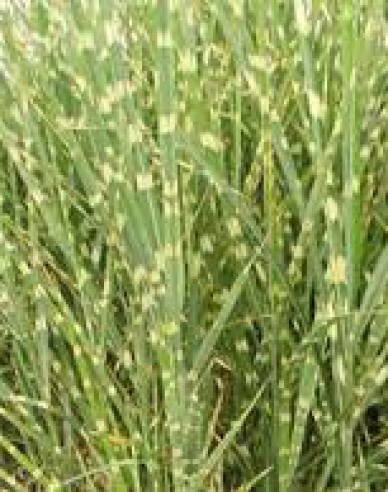 Chinaschilf Zebrinus