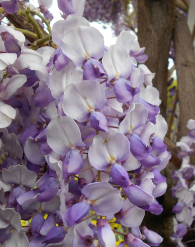 Chinesischer Blauregen Caroline