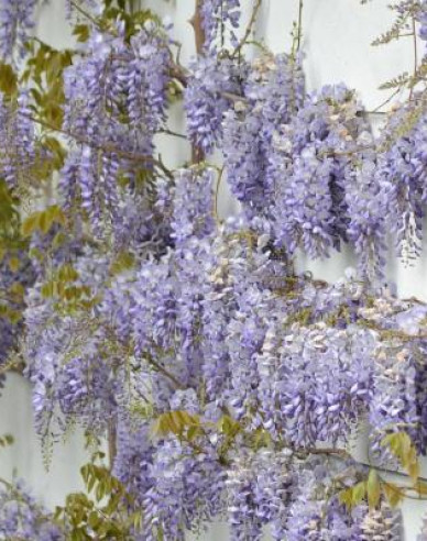 Chinesischer Blauregen Caroline