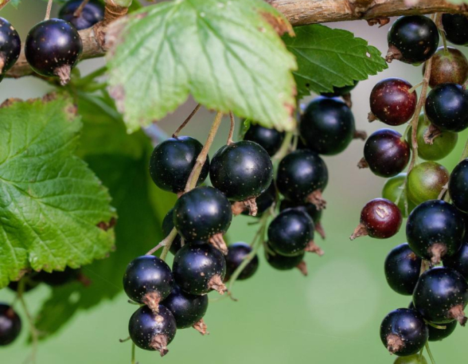 Schwarze Johannisbeere Tsema Strauch