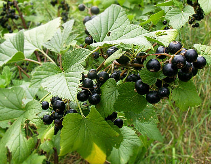 Schwarze Johannisbeere Tsema Strauch