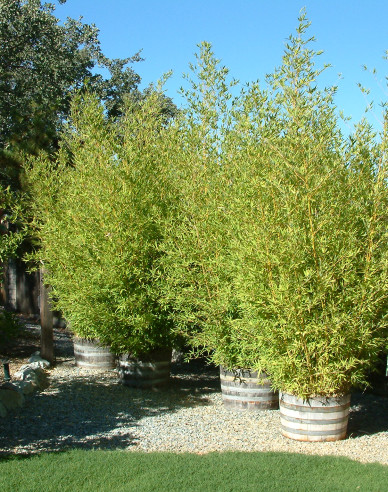 Goldener Bambus  Aurea