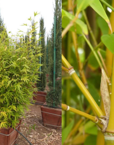 Goldener Bambus  Aurea