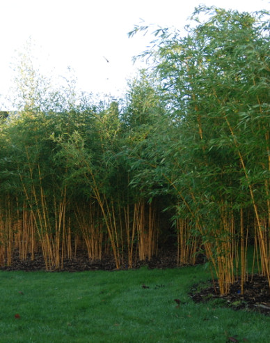 Goldener Bambus  Aurea