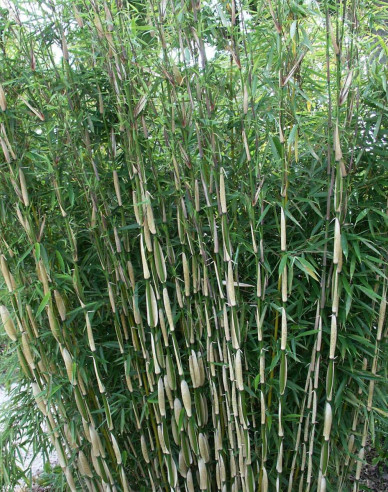 Bambus Fargesia Robusta Pingwu