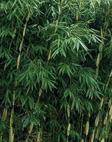 Bambus Fargesia Robusta Pingwu