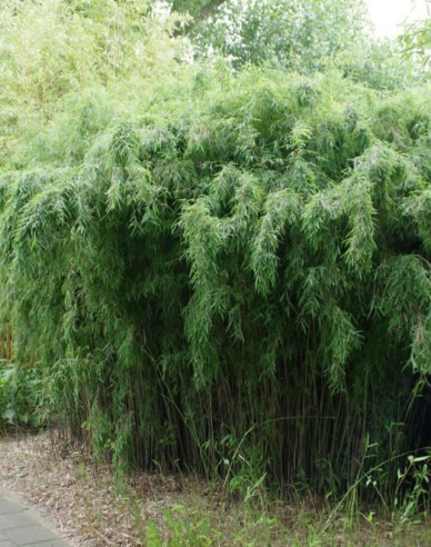 Bambus Fargesia Jiuzhaigou