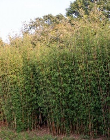 Bambus Fargesia Jiuzhaigou