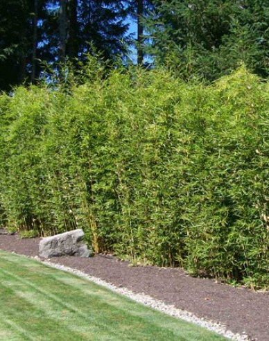 Bambus Fargesia Robusta Campbell