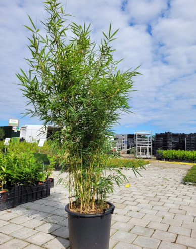 Bambus Fargesia Robusta Campbell