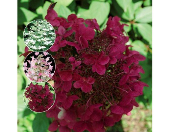 Rispenhortensie Wims Red 2l