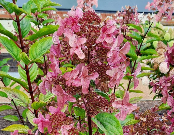 Rispenhortensie Wims Red 2l