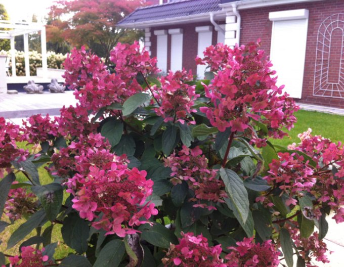 Rispenhortensie Wims Red 2l