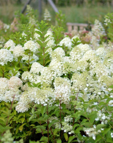 Rispenhortensie Little Alf