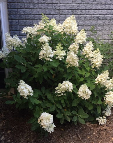 Rispenhortensie Little Alf