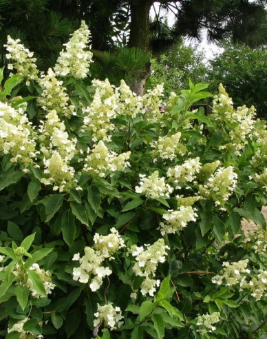 Rispenhortensie Unique