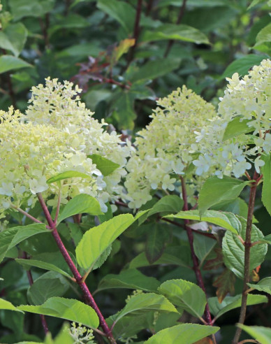 Rispenhortensie Unique