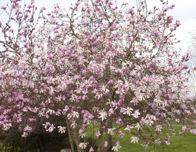 Magnolie Leonard Messel