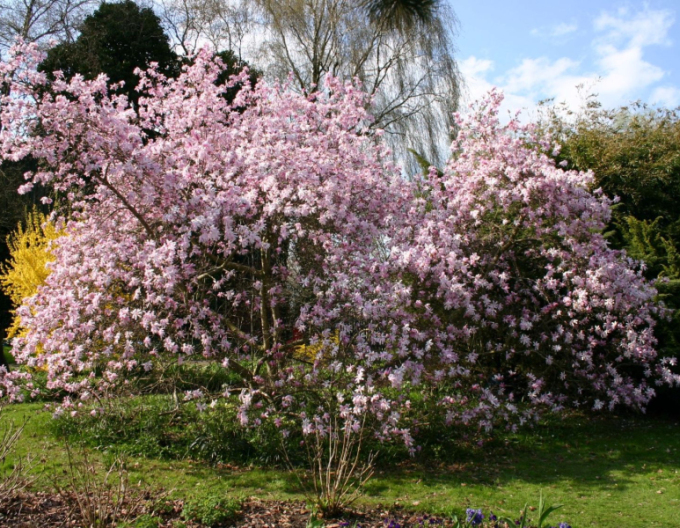 Magnolie Leonard Messel
