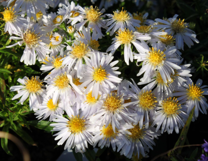 Aster "Apollo"