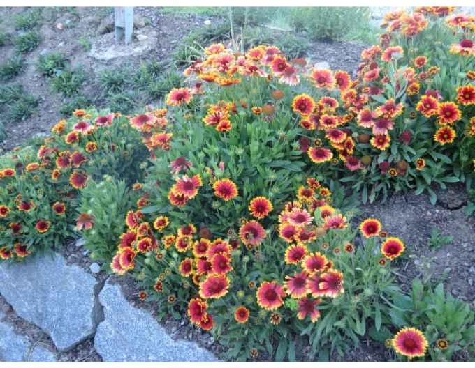 Kokardenblume Arizona Sun