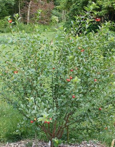 Prunus Carmine Jewell, Cont. 5l