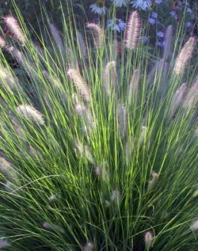 Lampenputzergras Hameln