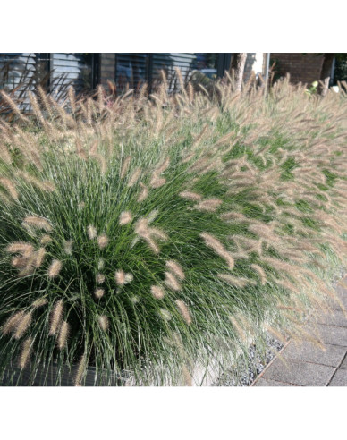 Lampenputzergras Hameln