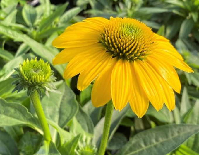 Scheinsonnenhut ’Kismet Yellow´’