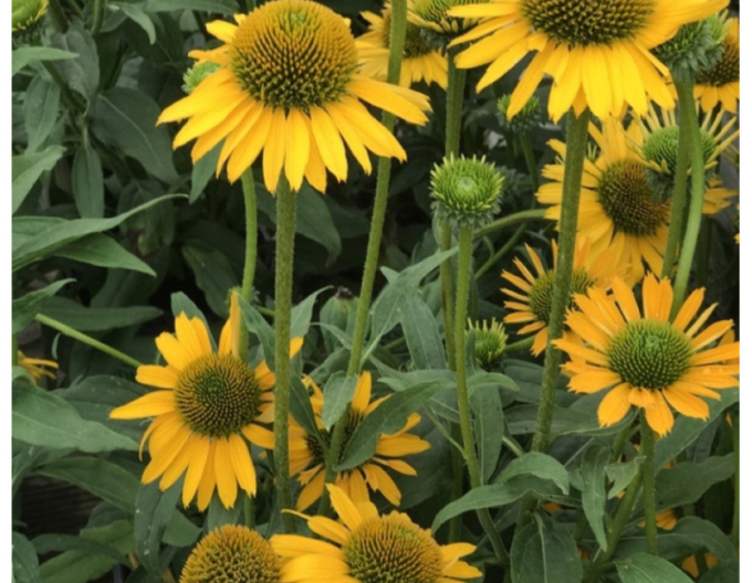 Scheinsonnenhut ’Kismet Yellow´’