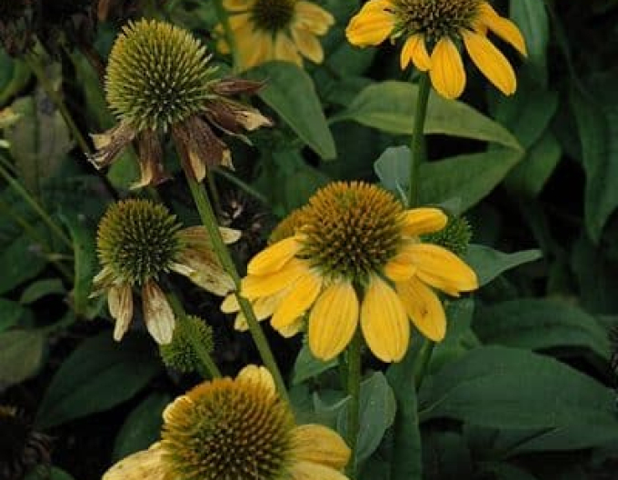 Scheinsonnenhut ’Kismet Yellow´’